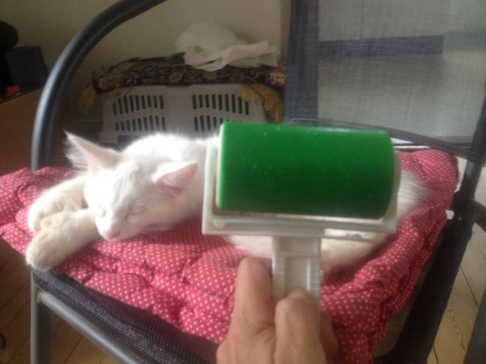 Maine Coon Tomle billede 16