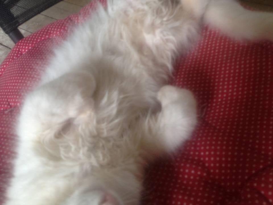 Maine Coon Tomle billede 17