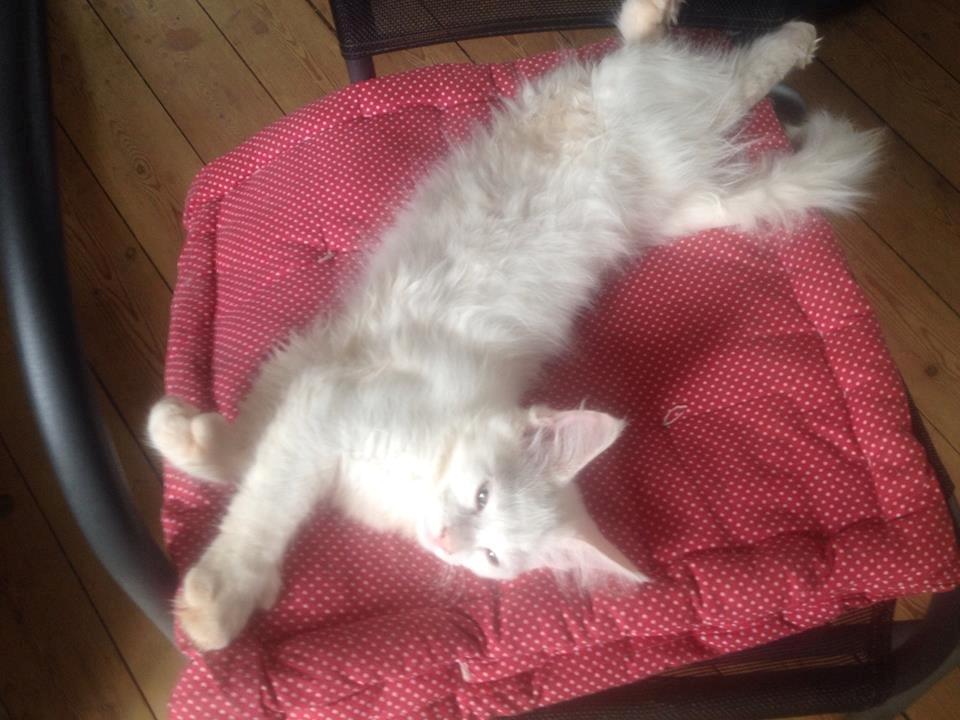 Maine Coon Tomle billede 19