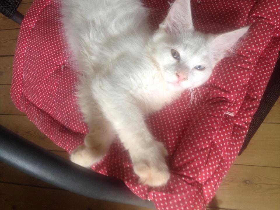 Maine Coon Tomle billede 20