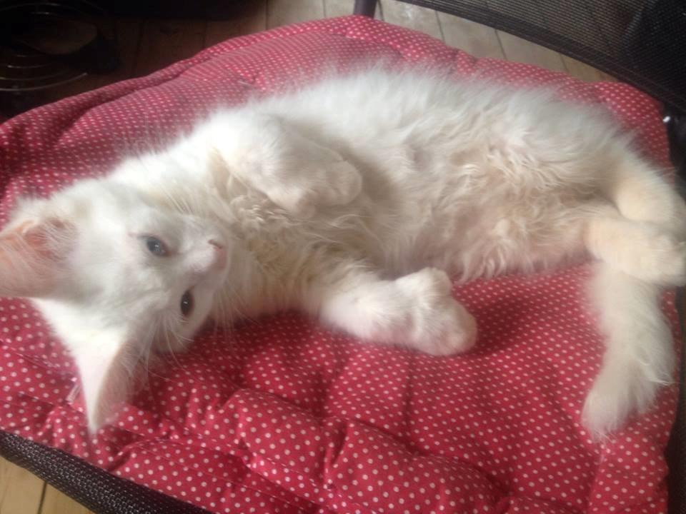 Maine Coon Tomle billede 21