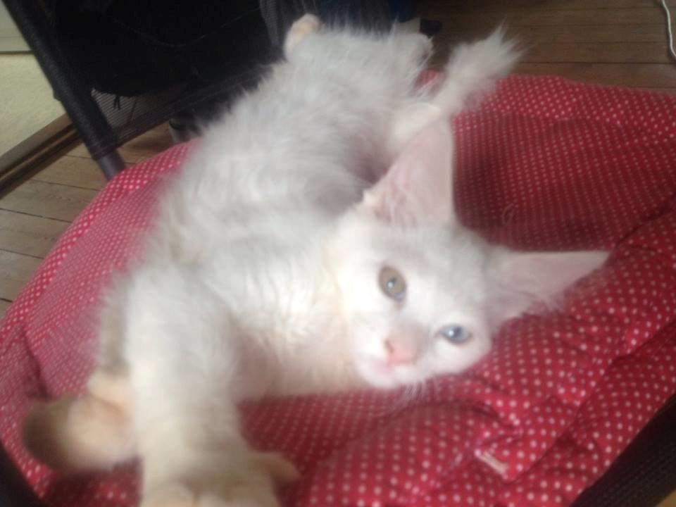 Maine Coon Tomle billede 22