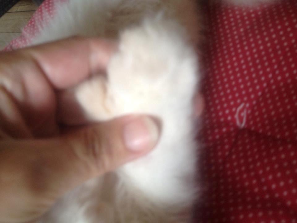 Maine Coon Tomle billede 23