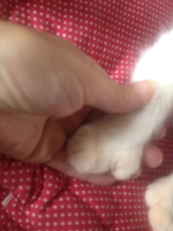 Maine Coon Tomle billede 18