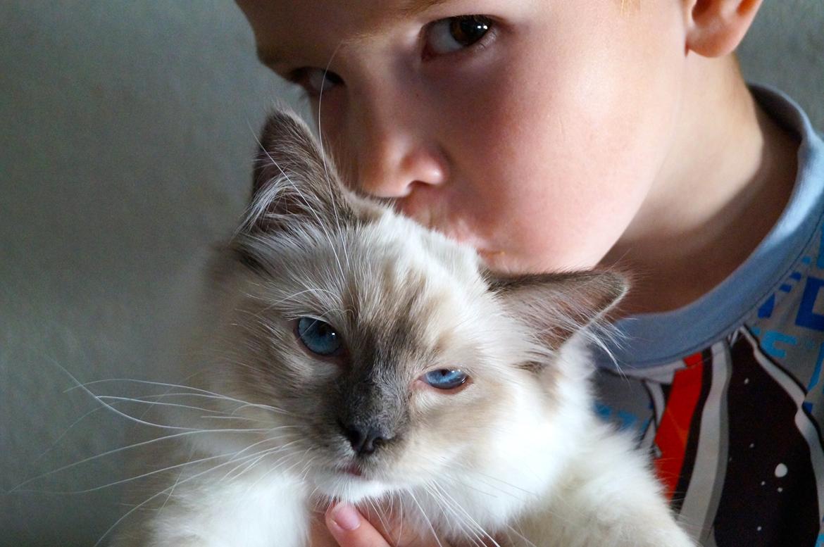 Ragdoll HU* Diamond Dolls Yaffa of DK Kalila billede 2