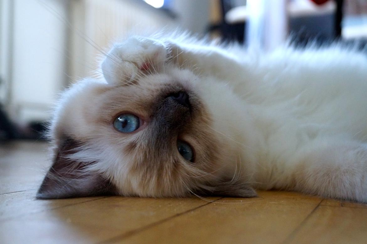 Ragdoll HU* Diamond Dolls Yaffa of DK Kalila billede 5