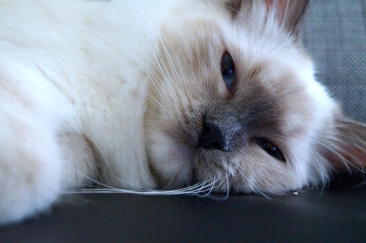 Ragdoll HU* Diamond Dolls Yaffa of DK Kalila billede 6