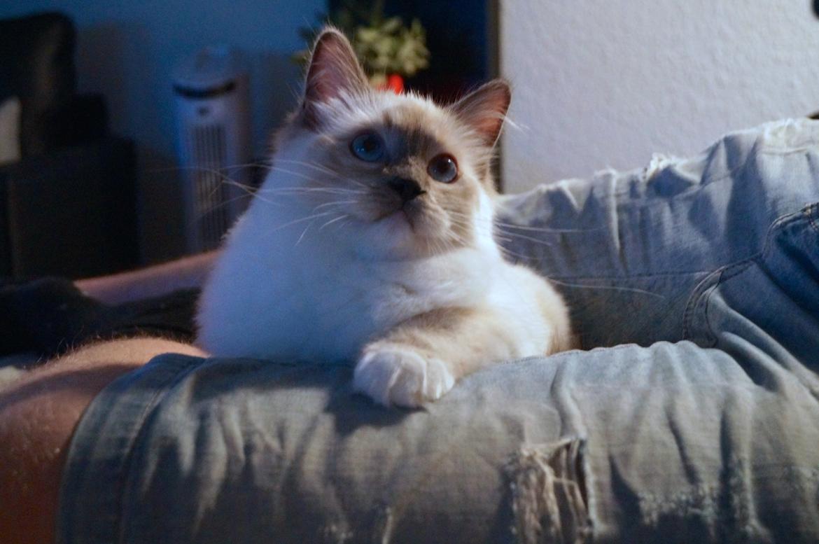 Ragdoll HU* Diamond Dolls Yaffa of DK Kalila billede 7