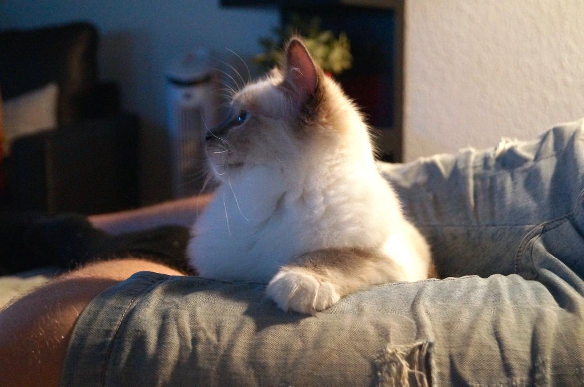 Ragdoll HU* Diamond Dolls Yaffa of DK Kalila billede 8