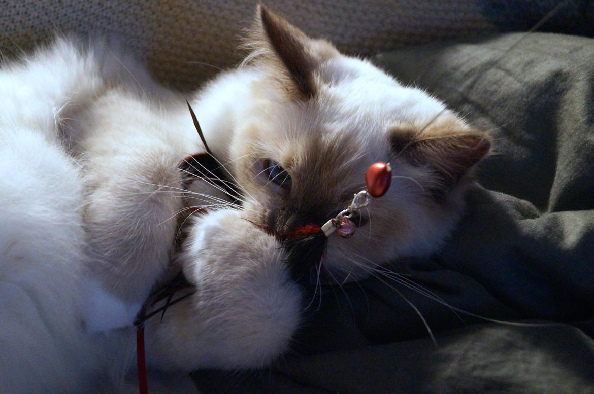 Ragdoll HU* Diamond Dolls Yaffa of DK Kalila billede 9