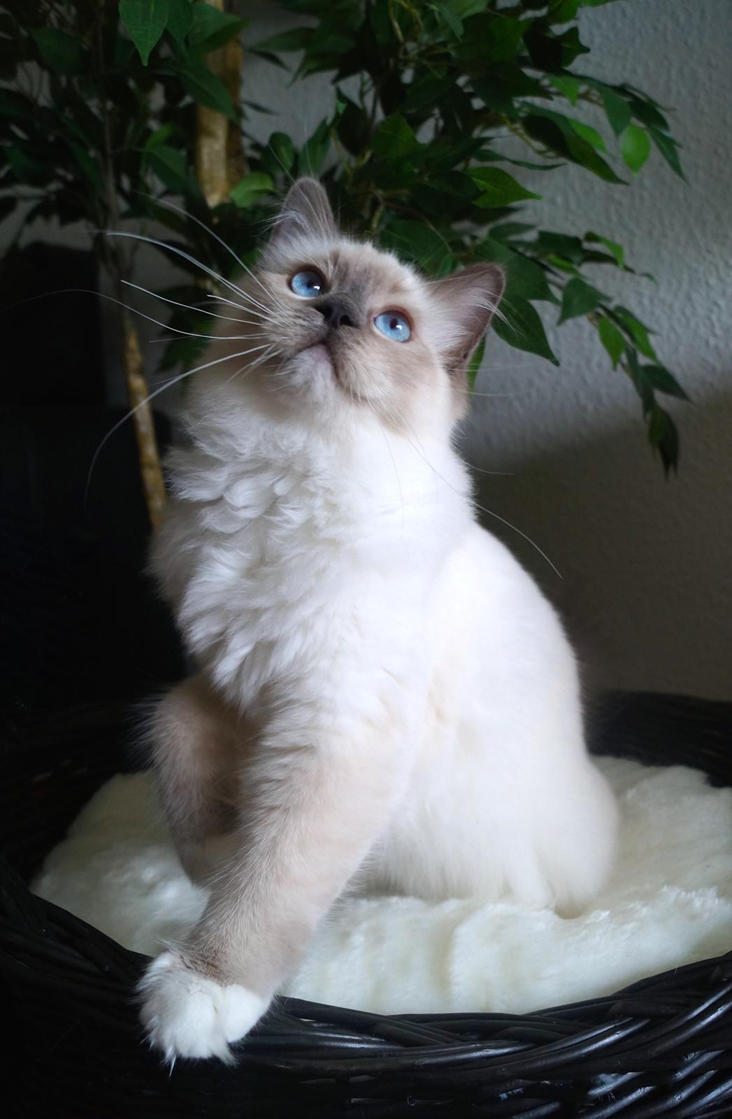 Ragdoll HU* Diamond Dolls Yaffa of DK Kalila billede 1