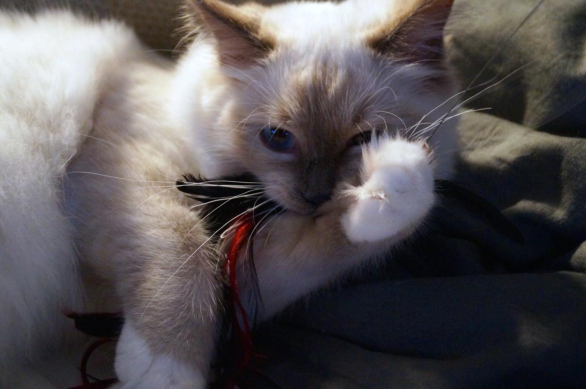 Ragdoll HU* Diamond Dolls Yaffa of DK Kalila billede 11