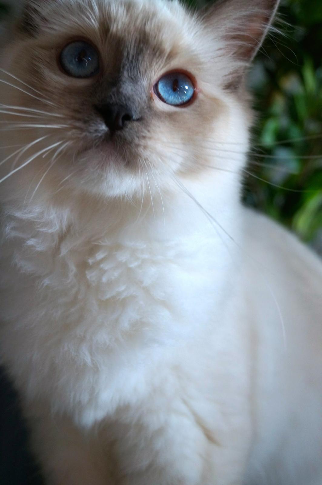 Ragdoll HU* Diamond Dolls Yaffa of DK Kalila billede 4