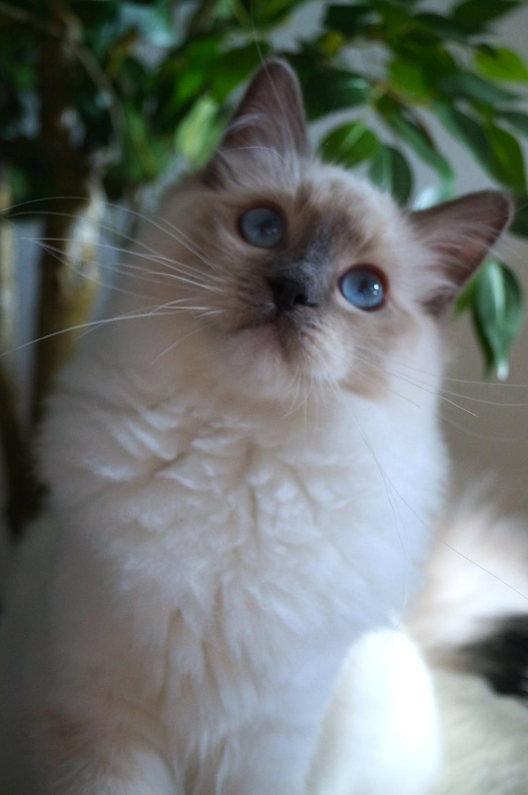 Ragdoll HU* Diamond Dolls Yaffa of DK Kalila billede 3