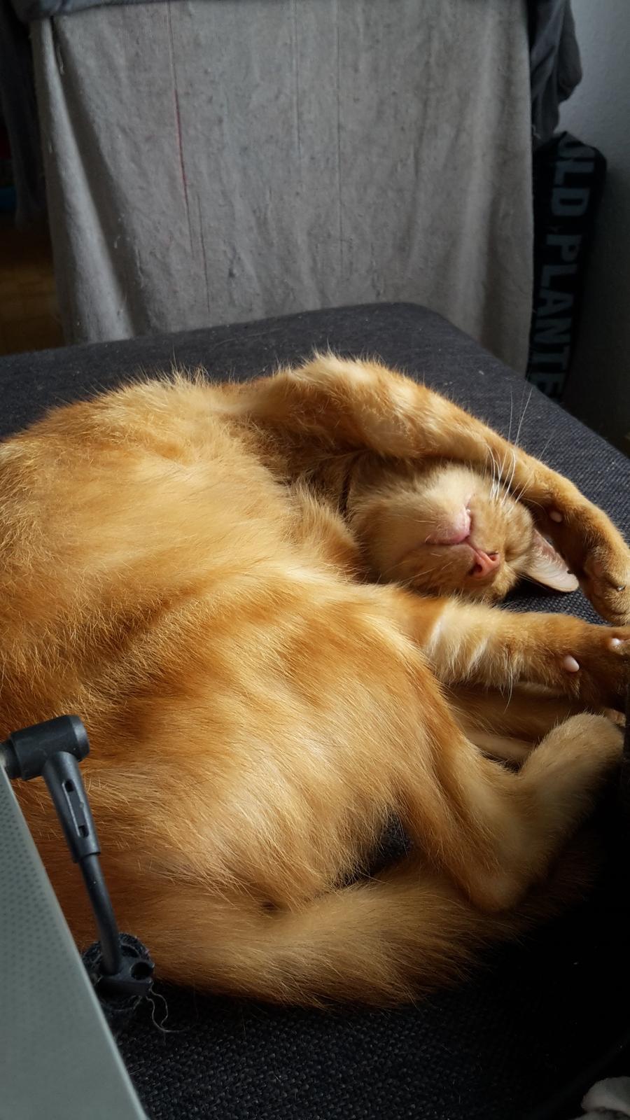 Huskat Bandit - Min hankat billede 1