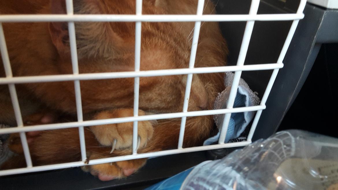 Huskat Bandit - Min hankat billede 3