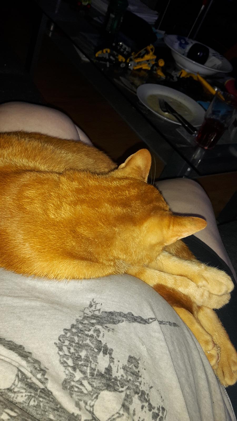 Huskat Bandit - Min hankat billede 4