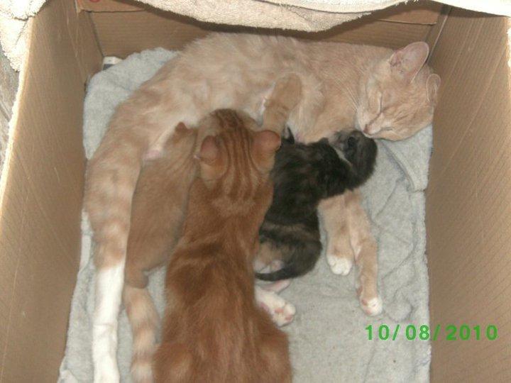 Huskat Bandit - da min røde hunkat hade killinger og min røde hankat diede hos hende sammen med killingerne billede 5