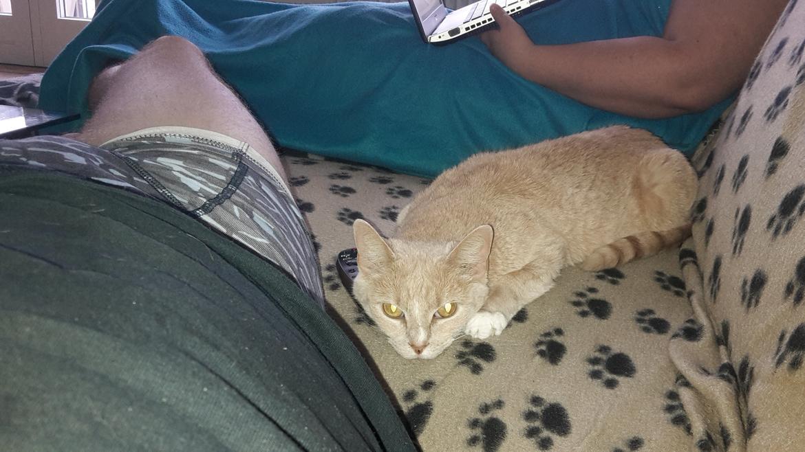 Huskat Rødmis billede 1