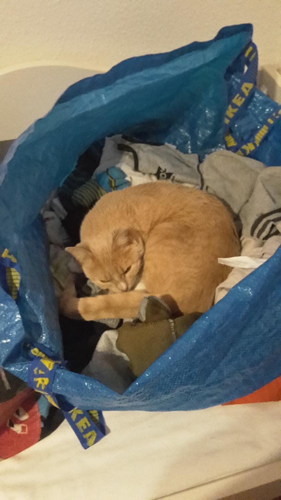 Huskat Rødmis billede 2