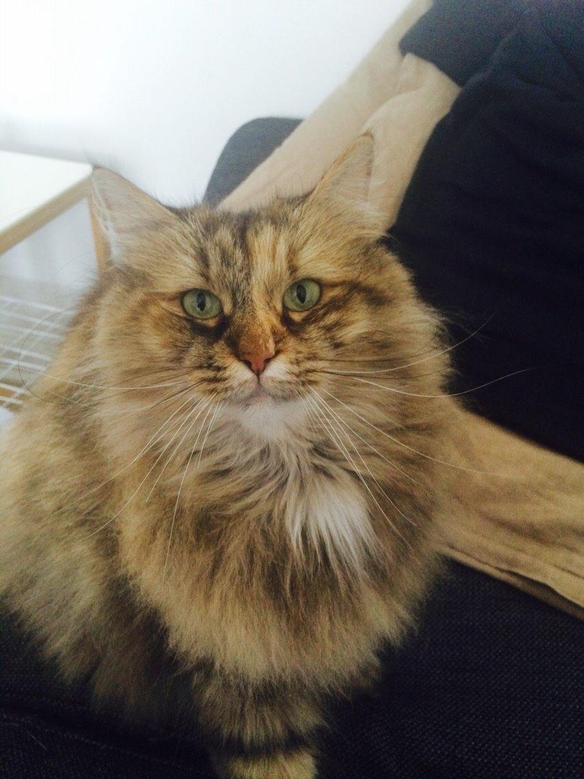 Blanding af racer Gizmo billede 25