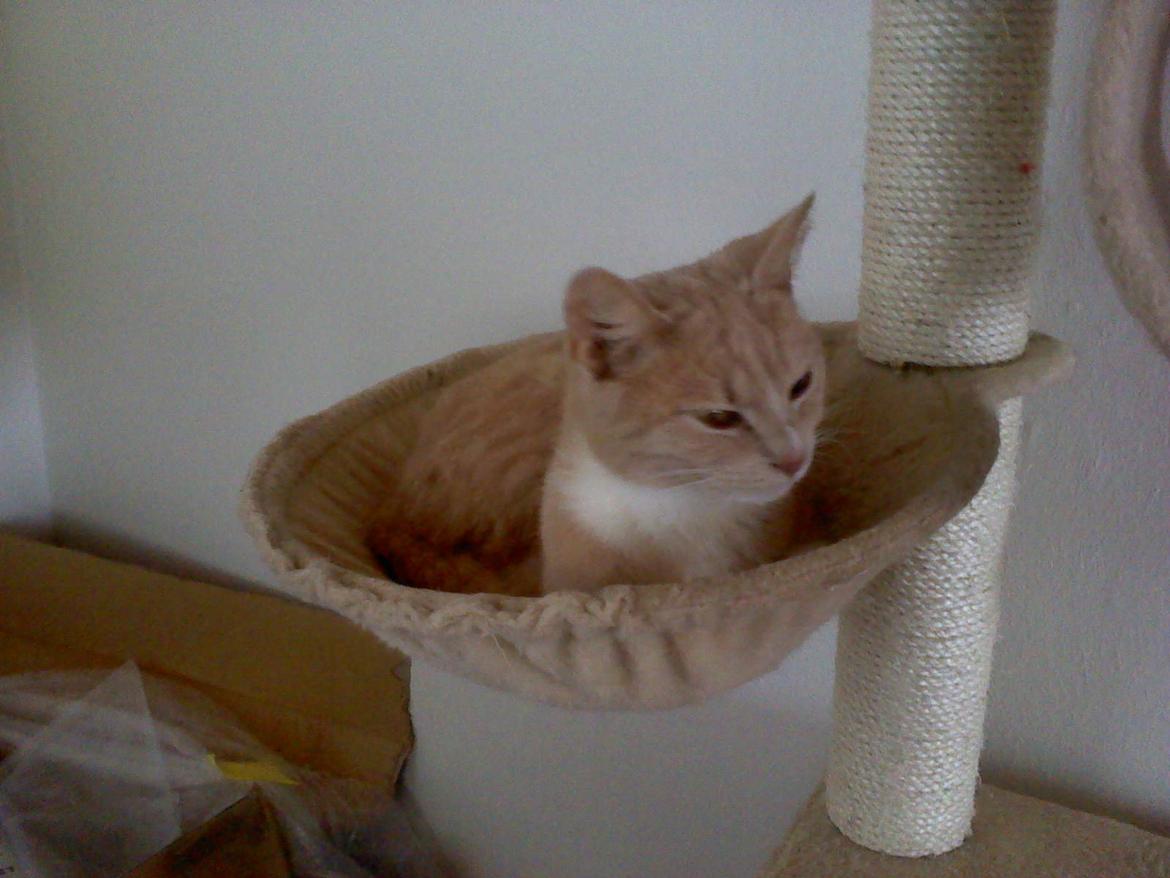 Huskat Rødmis billede 3