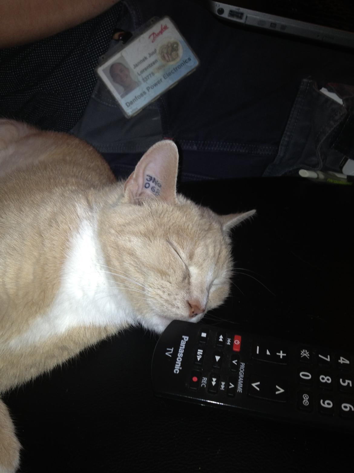 Huskat Rødmis billede 4