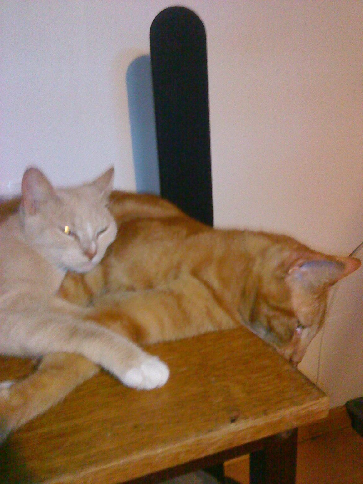 Huskat Rødmis - Min hunkat og hankat da de boede sammen inden jeg flyttede til Jylland  billede 5