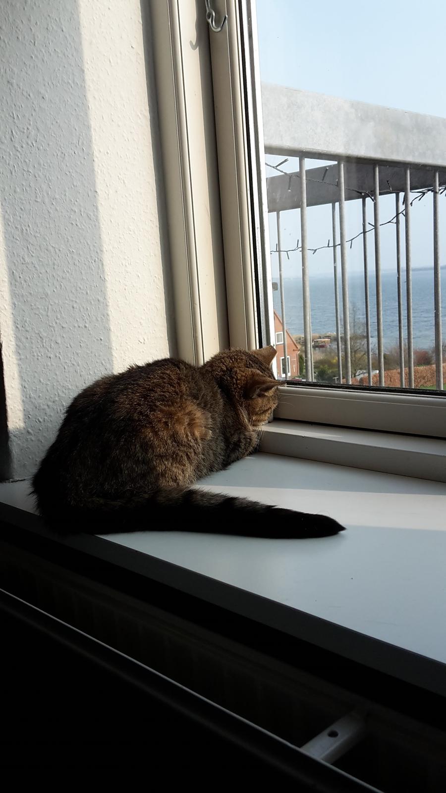 Huskat Tulle billede 1