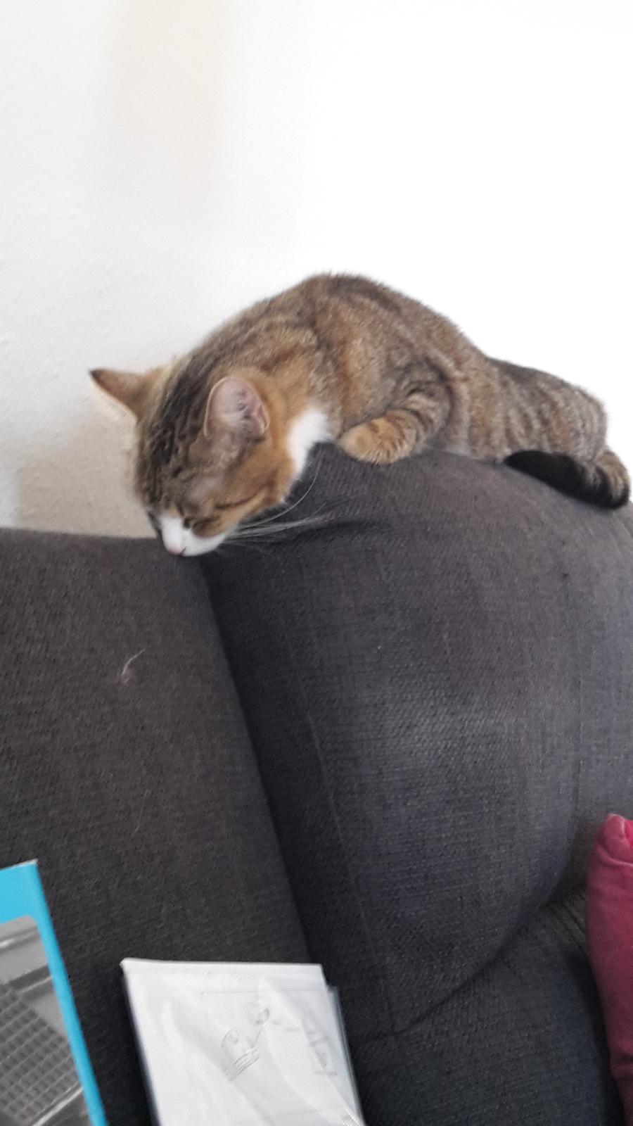 Huskat Tulle billede 3