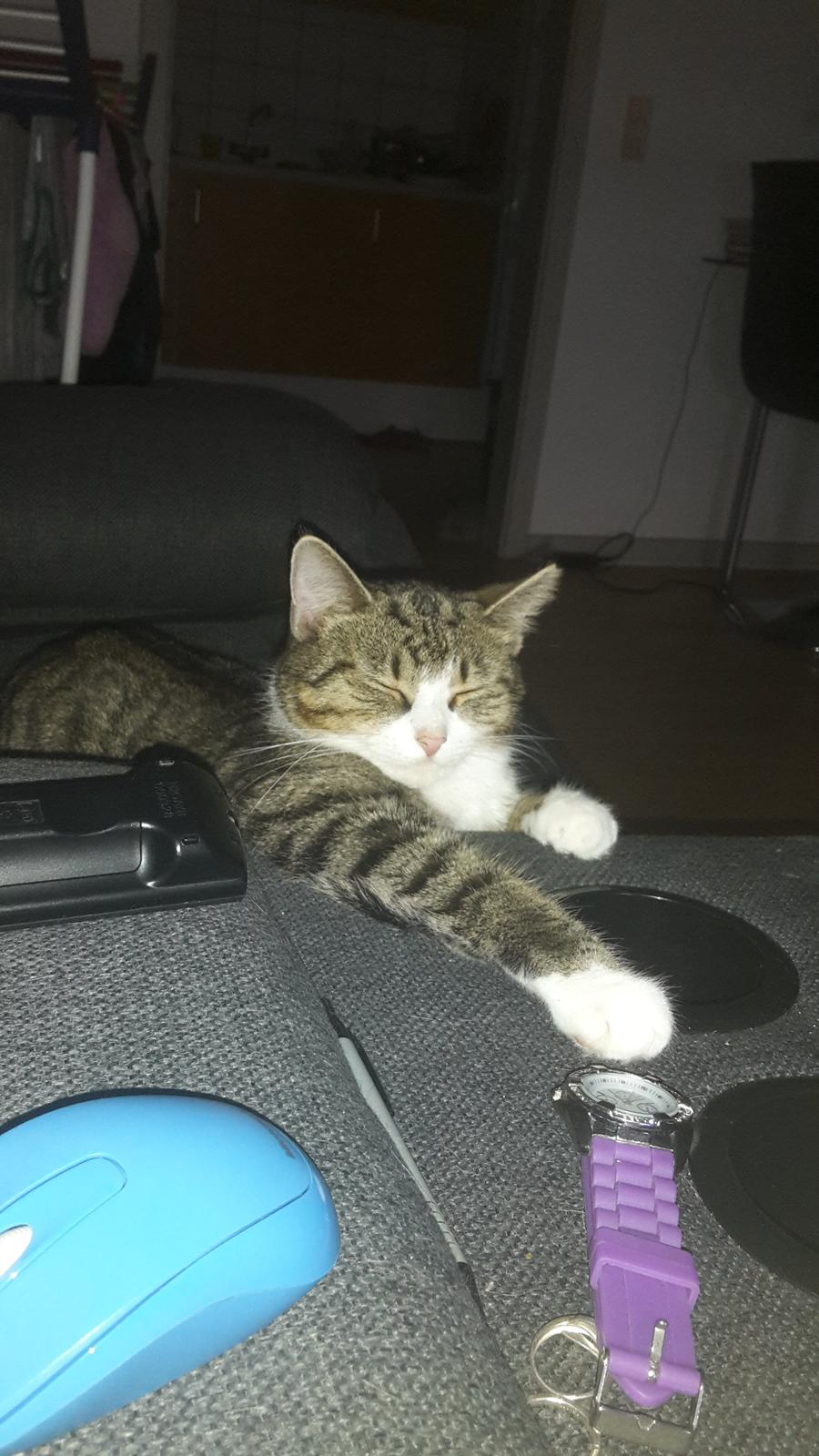 Huskat Tulle billede 5