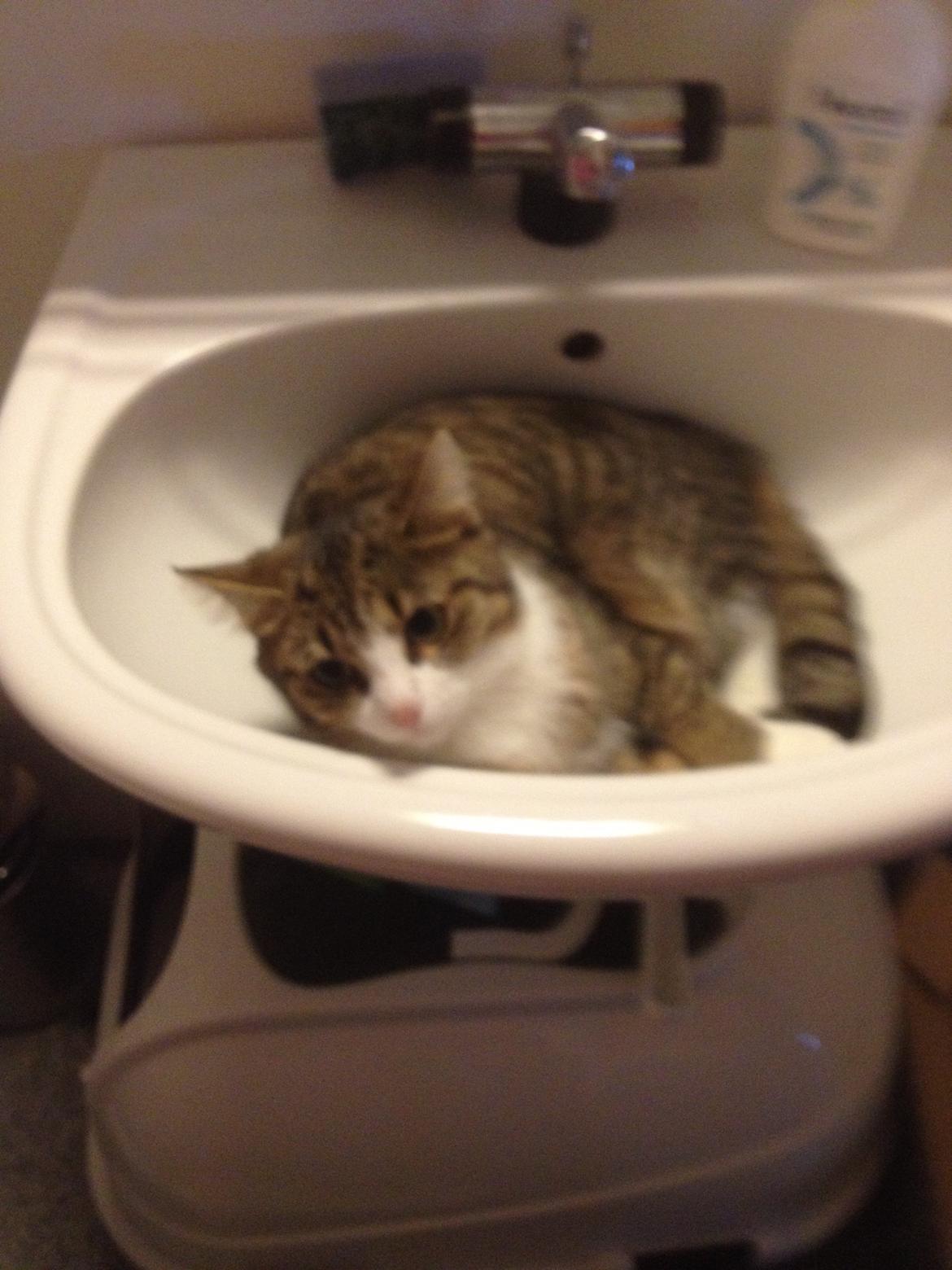 Huskat Tulle billede 8