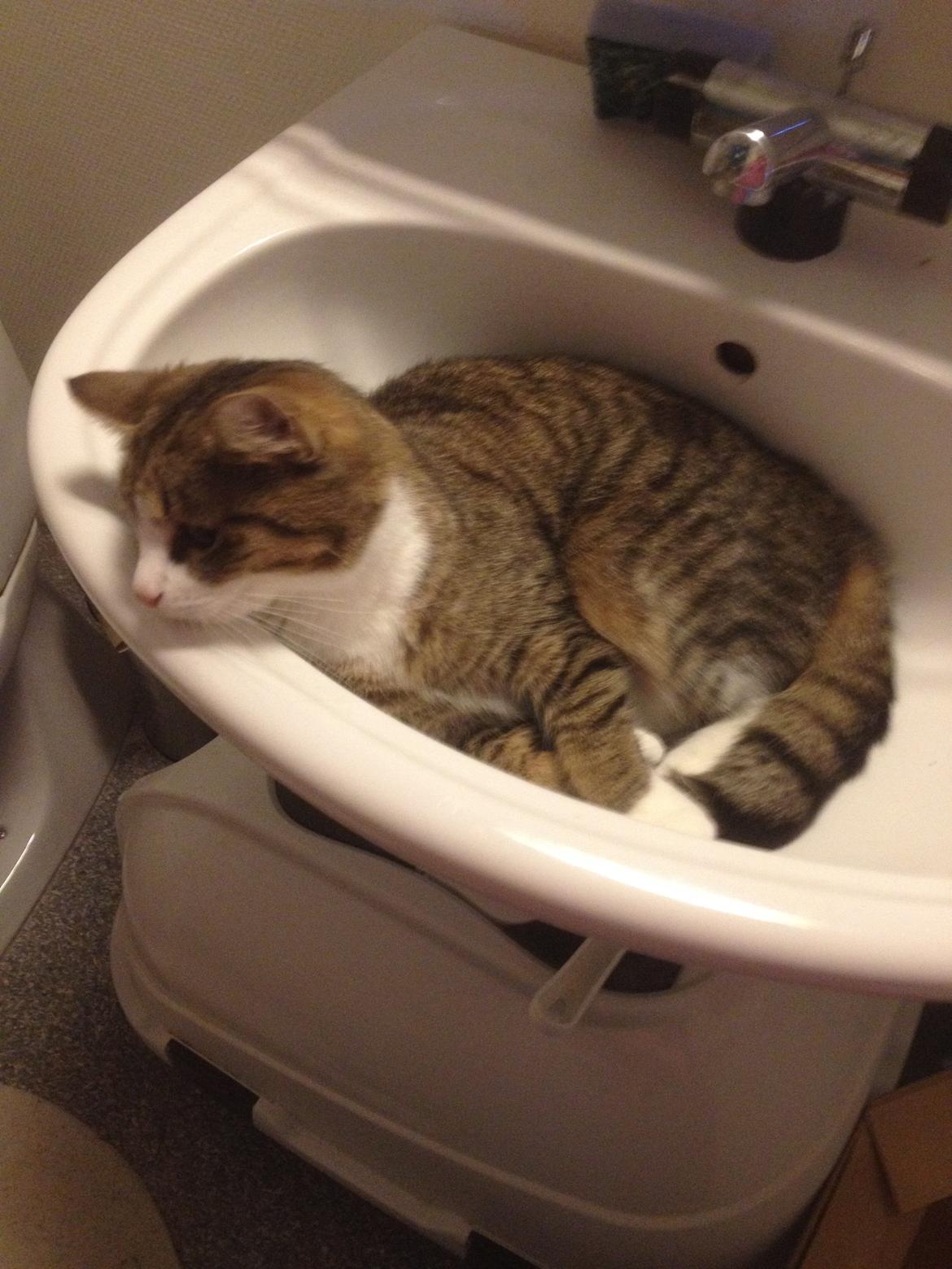 Huskat Tulle billede 9