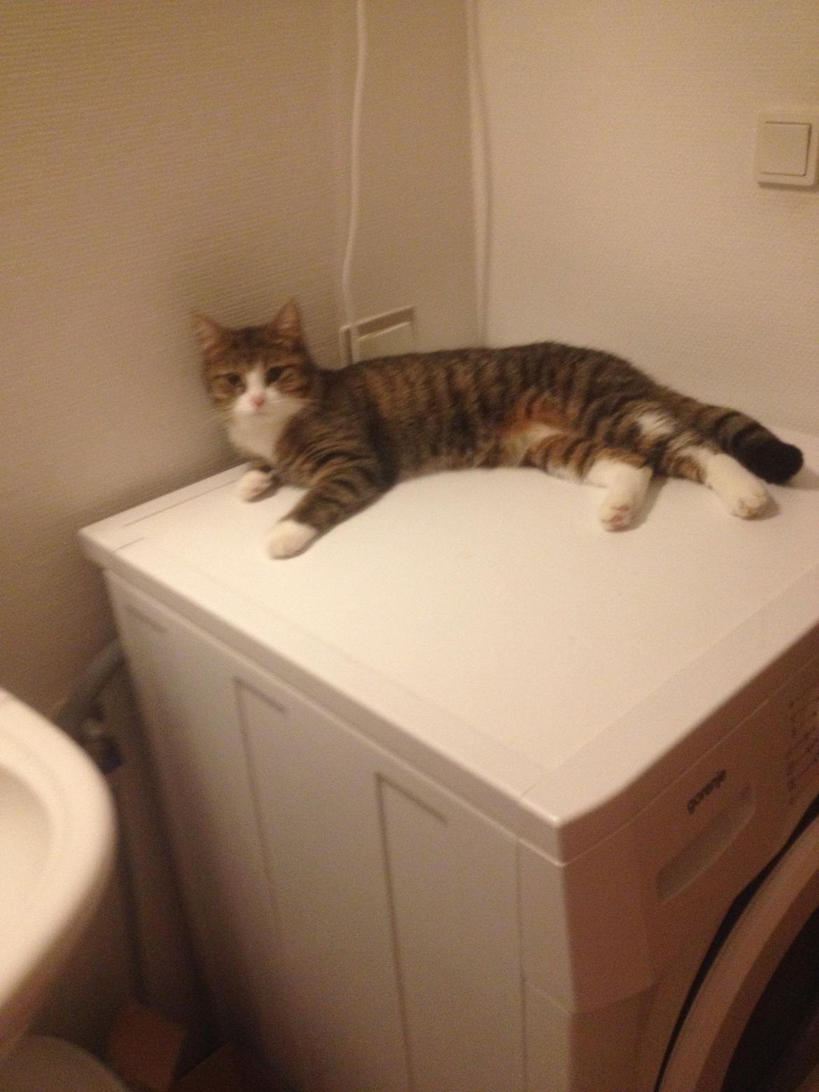 Huskat Tulle billede 10