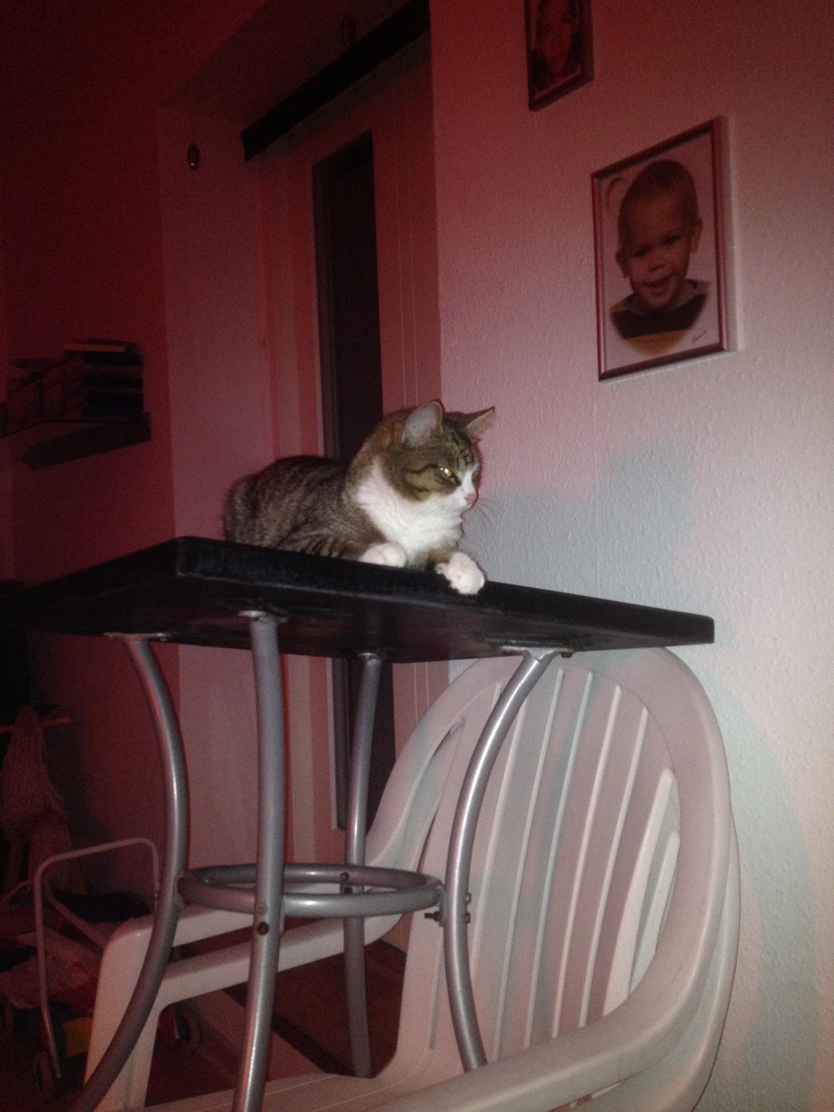 Huskat Tulle billede 11