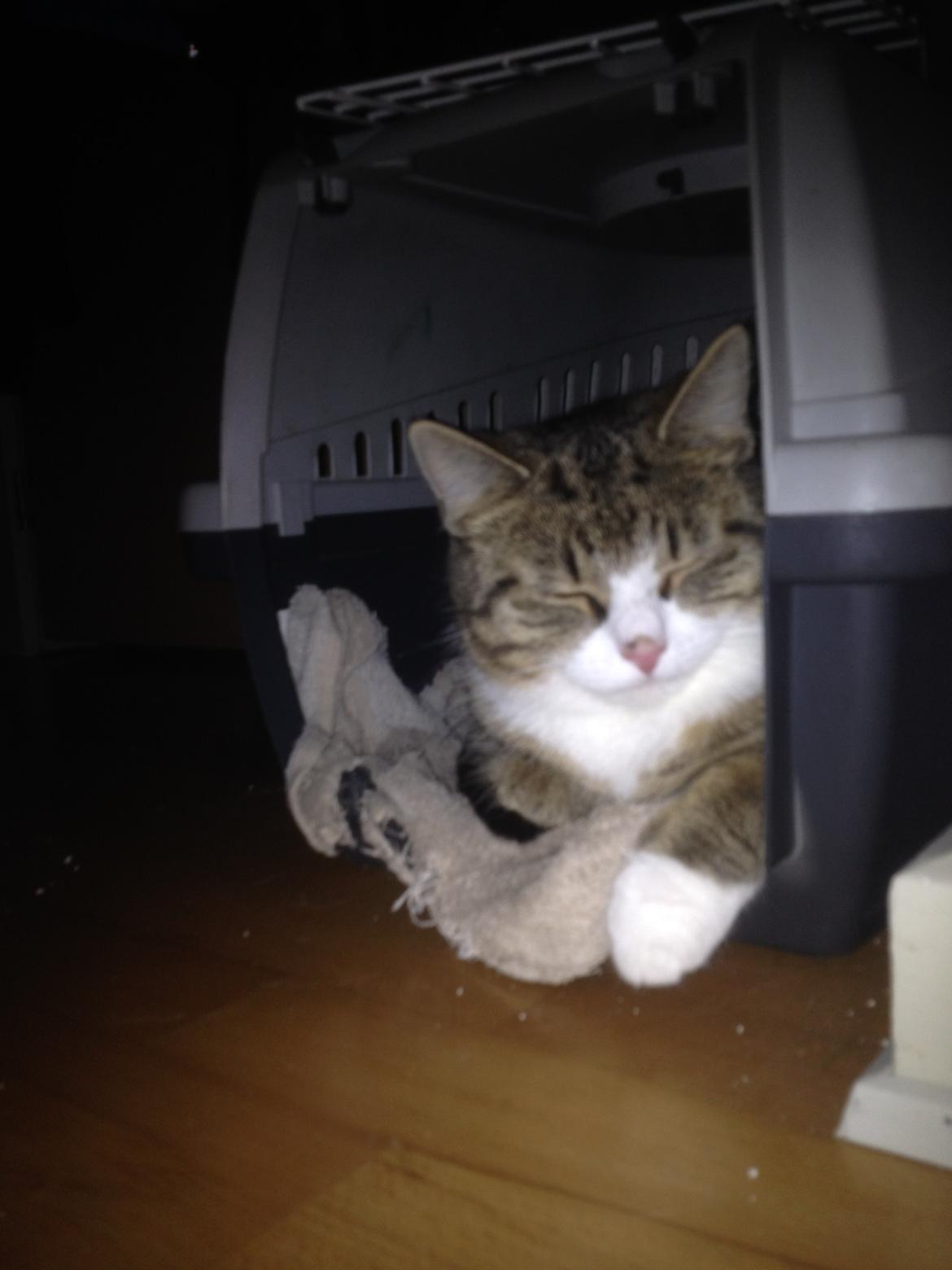 Huskat Tulle billede 12