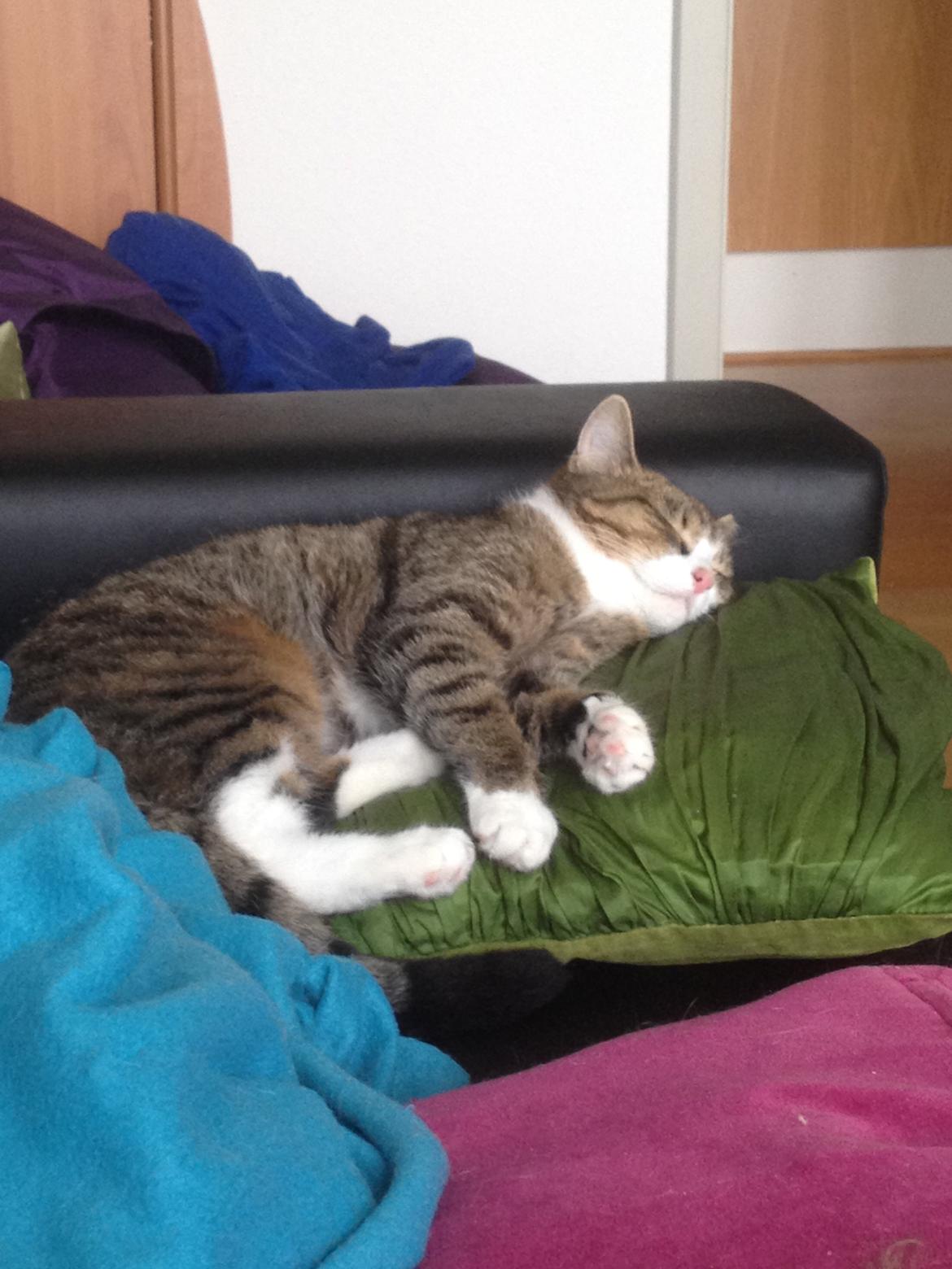 Huskat Tulle billede 14