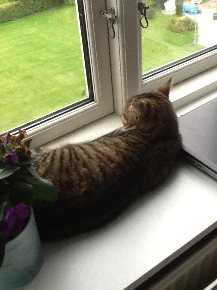 Huskat Tulle billede 15