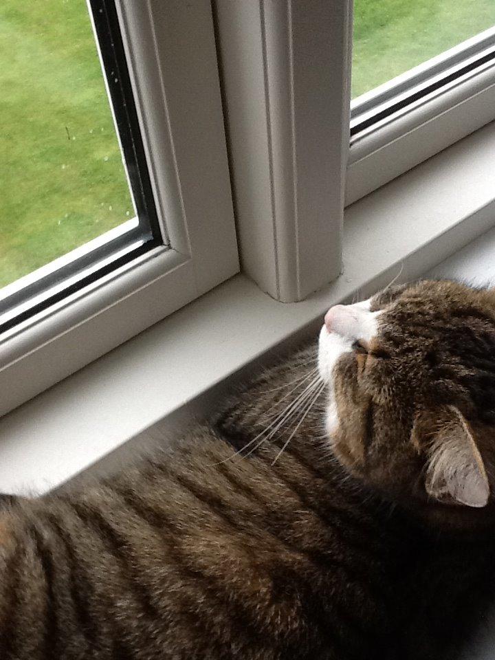 Huskat Tulle billede 16