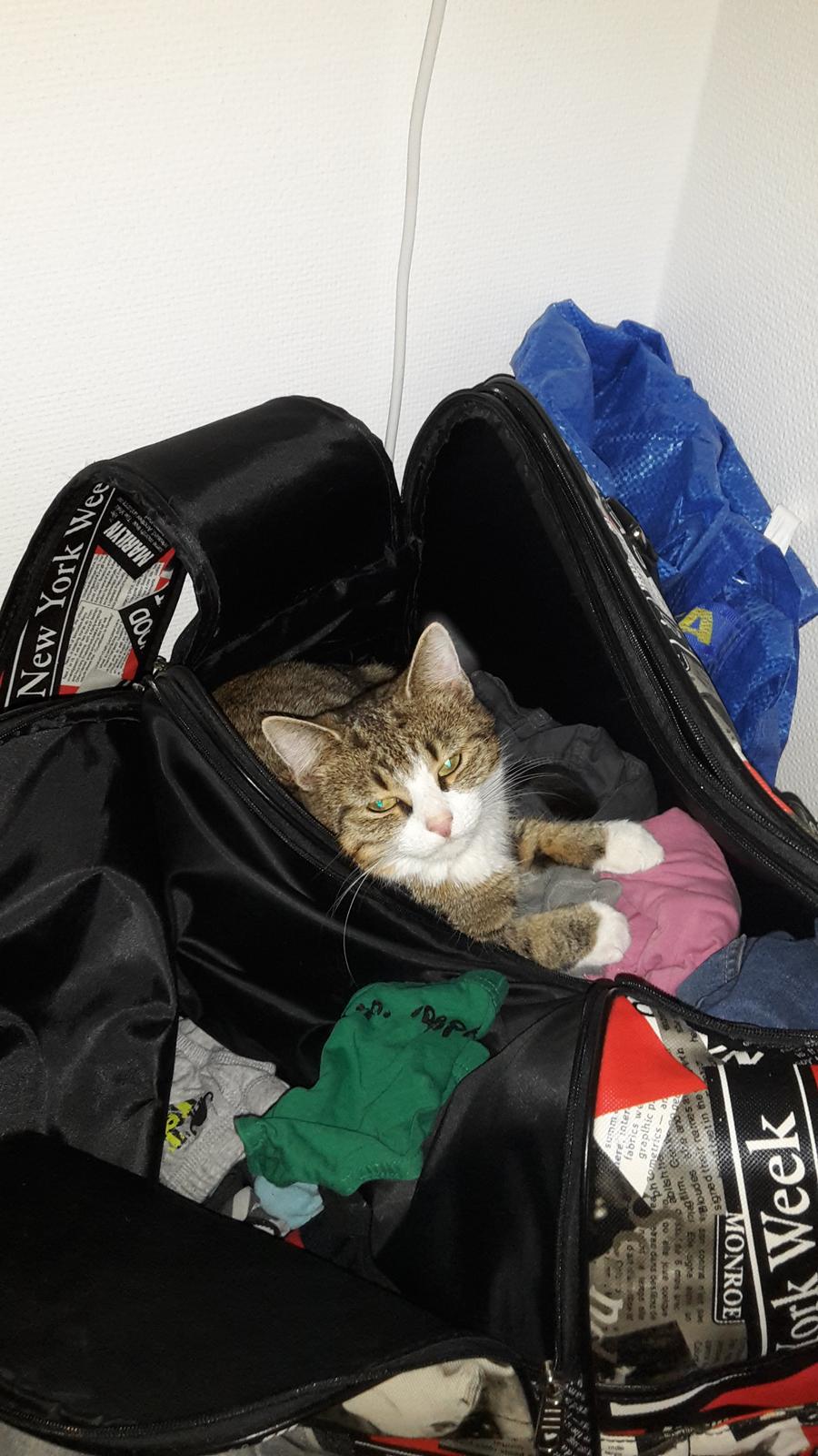 Huskat Tulle billede 18