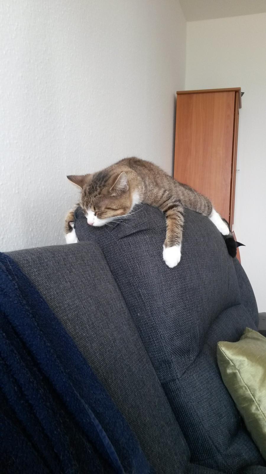 Huskat Tulle billede 19