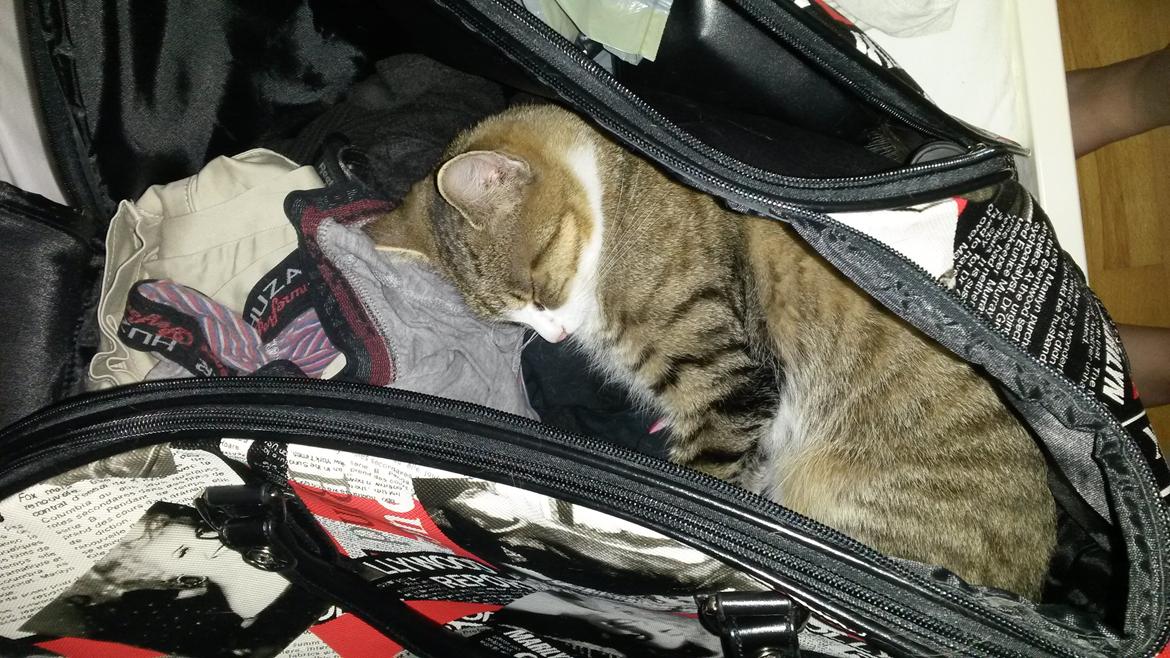 Huskat Tulle billede 20