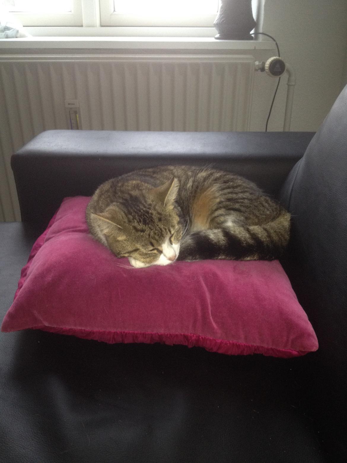 Huskat Tulle billede 13