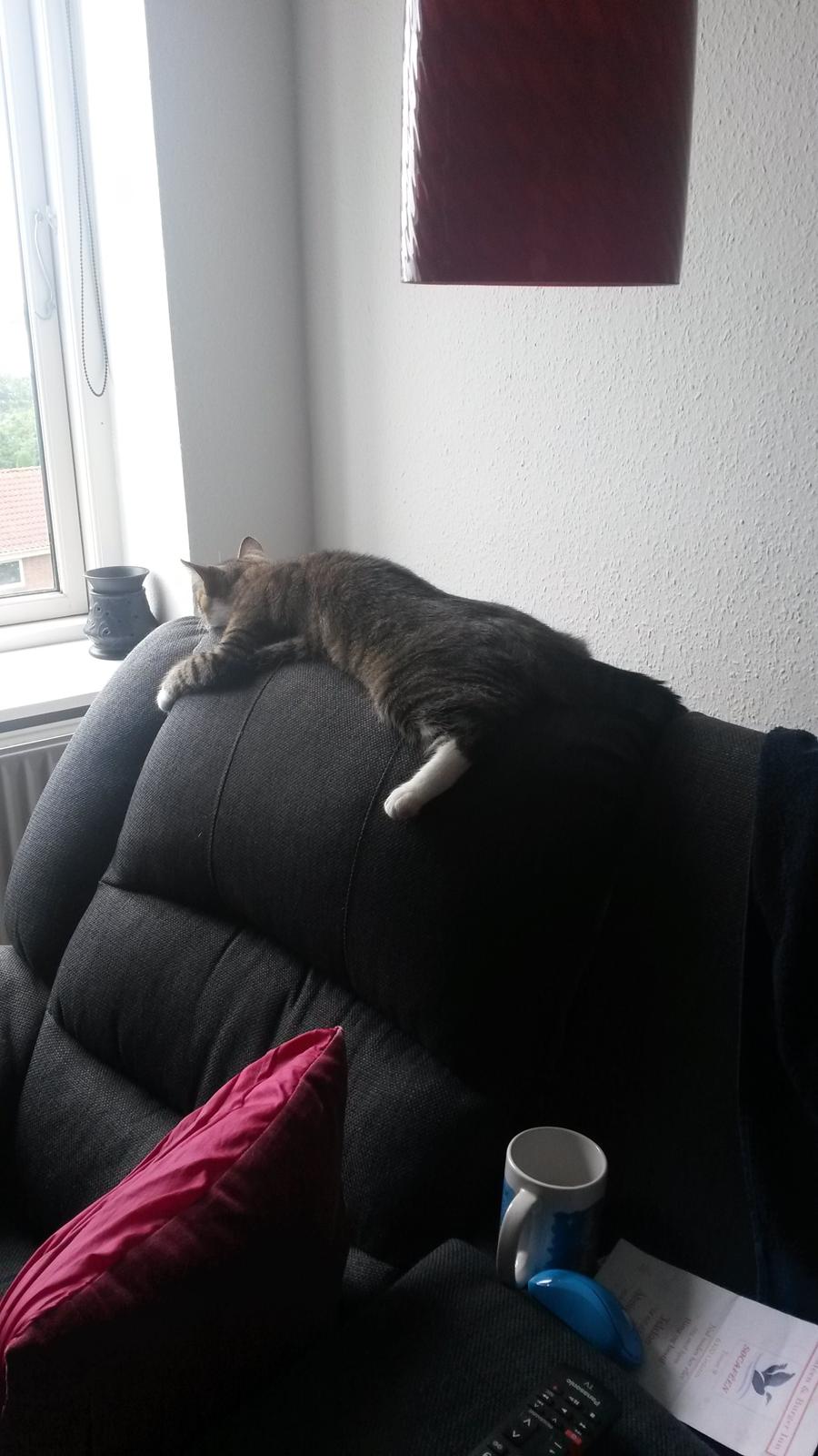 Huskat Tulle billede 24