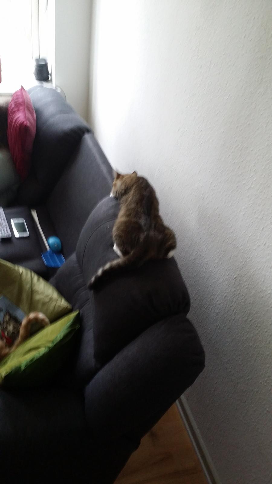 Huskat Tulle billede 23