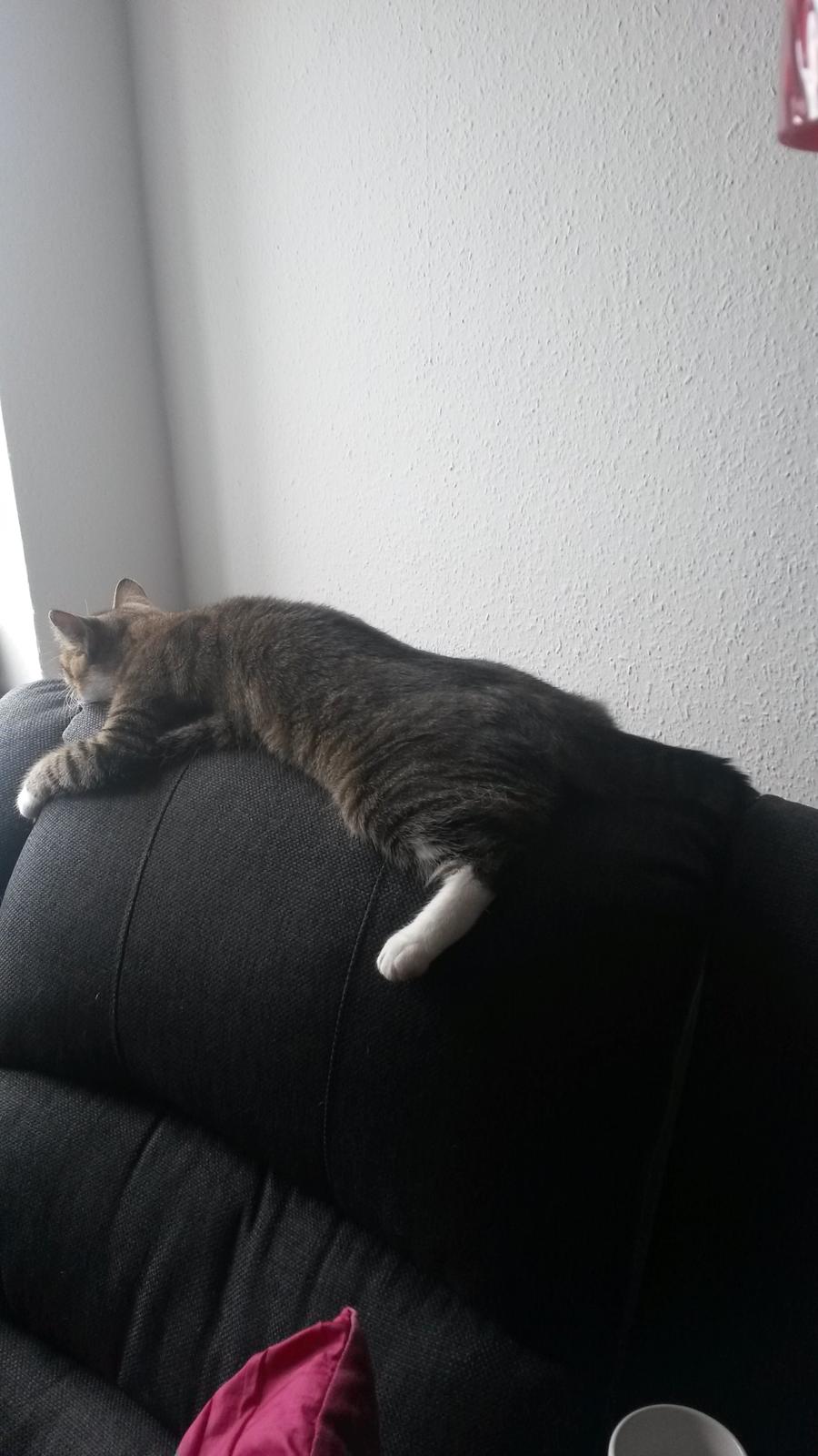 Huskat Tulle billede 25