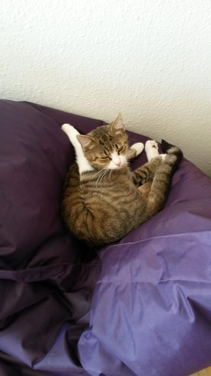 Huskat Tulle billede 26