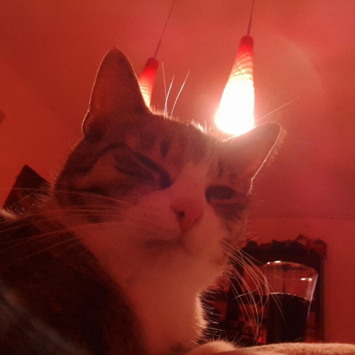 Huskat Tulle billede 29