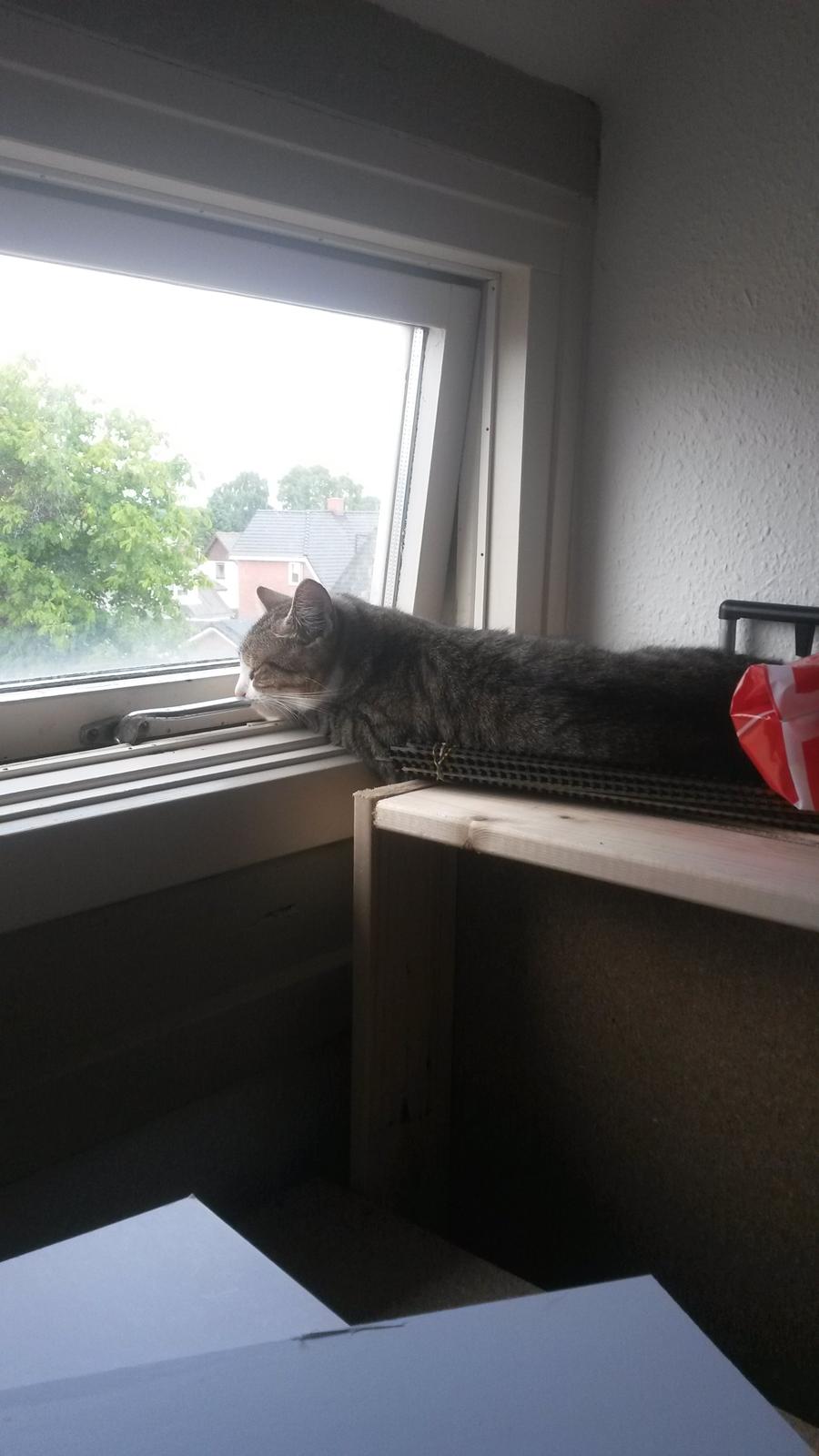 Huskat Tulle billede 30