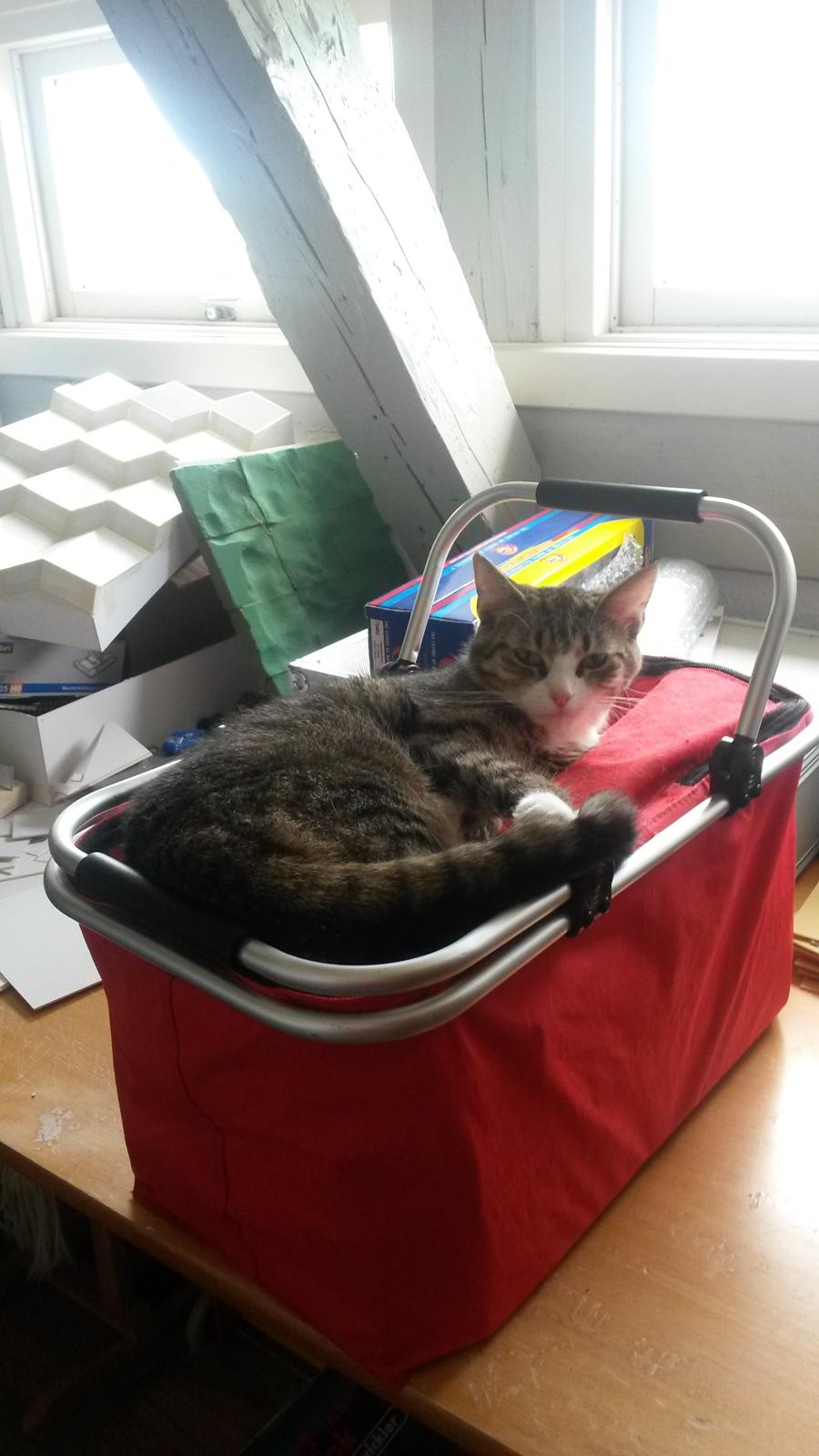 Huskat Tulle billede 33